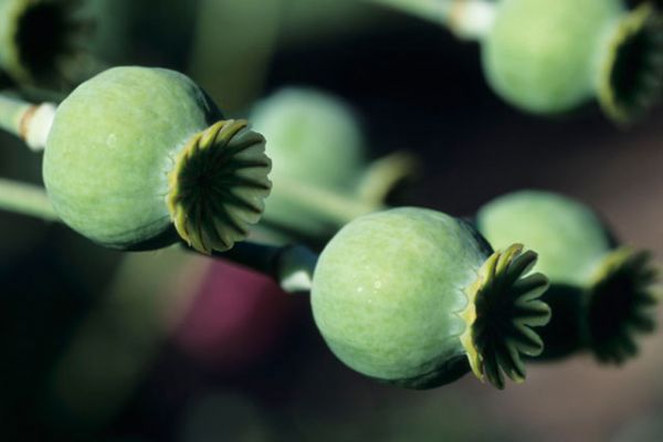 Papaver Somniferun L